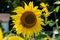 Bright yellow and blooming sunflower in the garden in the sun, a bee sits on it and pollinates