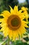 Bright yellow and blooming sunflower in the garden in the sun, a bee sits on it and pollinates