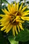 Bright yellow and blooming sunflower in the garden in the sun, a bee sits on it and pollinates