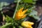 Bright yellow blooming zucchini in summer garden