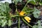 Bright yellow blooming zucchini in summer garden