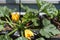 Bright yellow blooming zucchini in summer garden