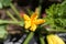 Bright yellow blooming zucchini in summer garden