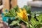 Bright yellow blooming zucchini in summer garden