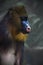 A bright yellow and blue muzzle of a monkey madril with lush fur