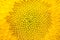 Bright yellow blurred sunflower background