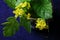 BRIGHT YELLOW BOCK CHOY FLOWERS IN AN OLD CERAMIC MUSTARD POT