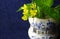 BRIGHT YELLOW BOK CHOY FLOWERS AND GREEN MINT LEAVES IN A CERAMIC MUSTARD POT