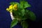 BRIGHT YELLOW BOK CHOY FLOWERS AND GREEN MINT LEAVES IN AN OLD CERAMIC MUSTARD POT