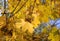 Bright yellow branches of autumn maple with winged seeds