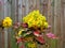 Bright yellow buds and red leaves on a holly bush