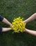 Bright yellow bunch of wild-growing buttercups in kid`s hands of two children