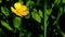 Bright yellow buttercup flower sways in the wind