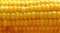 Bright yellow buttered corn cob background