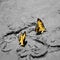 Bright yellow butterflies on gray mud