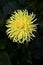 Bright Yellow Cactus Dahlia Bursting Against Dark Green Leaves