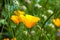 Bright yellow california poppy flower field