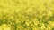 Bright yellow canola rape seed field. Slow motion.