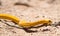 Bright yellow Cape Cobra in the Kalahari desert