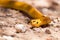 Bright yellow Cape Cobra in the Kalahari desert