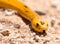 Bright yellow Cape Cobra in the Kalahari desert