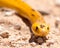 Bright yellow Cape Cobra in the Kalahari desert