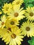 Bright yellow Cape Marguerite Daisy flowers