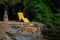 Bright yellow chaise lounge outdoors in a sun beam on a patio in the woods