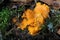 Bright yellow chanterelle mushrooms. Fall. Collection of berries and mushrooms