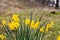 Bright yellow cheerful Easter daffodils blooming in early spring in Julian, California
