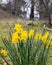 Bright yellow cheerful Easter daffodils blooming in early spring in Julian, California, vertical format