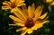 bright yellow Cheerful Sunflower flower macro. beautiful petals and center core.