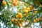 Bright yellow cherry plums fruits high grain photo