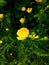 bright yellow chrysanthemum flower in the shade of a green fairytale forest