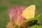 Bright yellow Cloudless Sulphur butterfly feeding on pink fuzzy flower of Persian Silk Tree