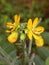 Bright yellow color Chelidonium flowers