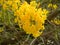 Bright yellow color flowers of Caribbean Trumpet tree