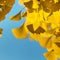 The bright yellow color of the leaves of the ginkgo tree through which sunlight passes. The combination of blue and yellow