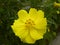 Bright yellow color Wedelia Creeping Daisy flower