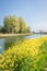 Bright yellow colored flowers of rapeseed growing along the waterside