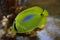 A bright yellow colour Blue spot butterflyfish with all fins clamped