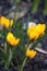 Bright Yellow Crocus Sativus Flowers, Large Detailed Vertical Spring Crocuses Closeup