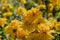 Bright yellow cutleaf coneflower plants growing in a summer garden