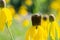 Bright Yellow Cutleaf Coneflower in the prairie field. Rudbeckia laciniata - a species of flowering plant in the Aster family