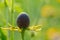 Bright Yellow Cutleaf Coneflower in the prairie field. Rudbeckia laciniata - a species of flowering plant in the Aster family