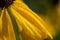 Bright Yellow Cutleaf Coneflower in the prairie field. Rudbeckia laciniata - a species of flowering plant in the Aster family