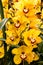 Bright yellow cymbidium orchid flowers against green foliage