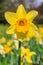 A Bright Yellow Daffodil