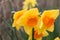 Bright yellow daffodil flowers, Narcissus, blooming in springtime, close-up