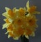 Bright yellow daffodils bouquet in the shape of square